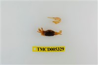 藏品(乳白南方招潮蟹)的圖片